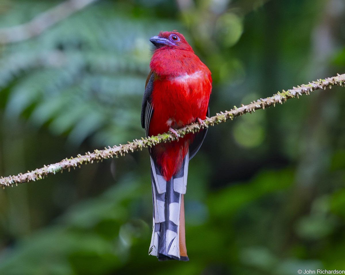 Red-headed Trogon - ML646640053