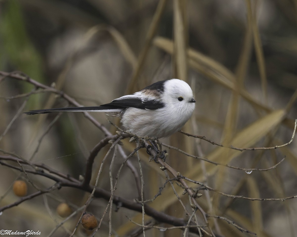 Codibugnolo - ML646640055