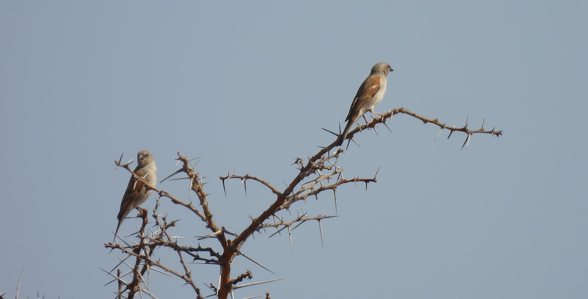 Southern Gray-headed Sparrow - ML646640056
