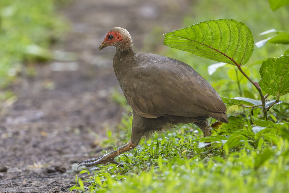 Nikobaren-Großfußhuhn - ML646640057