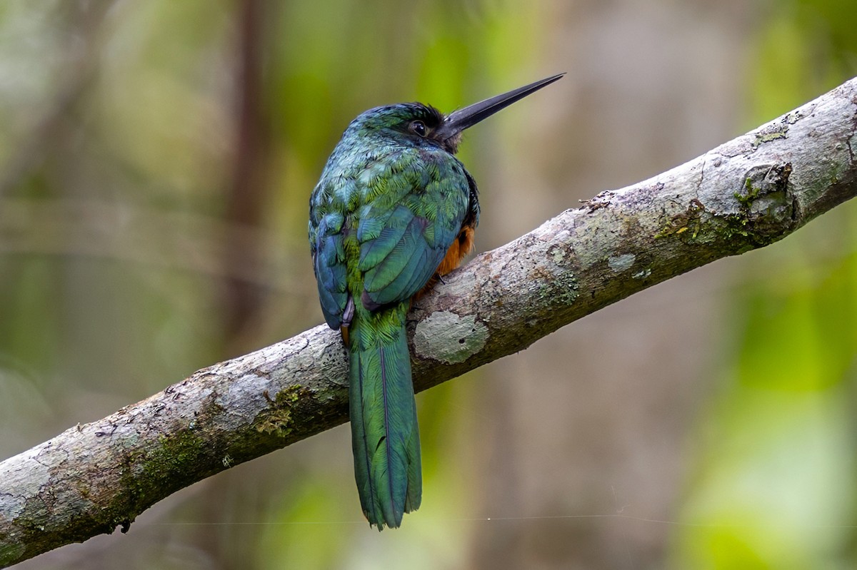 Bluish-fronted Jacamar - ML646640058