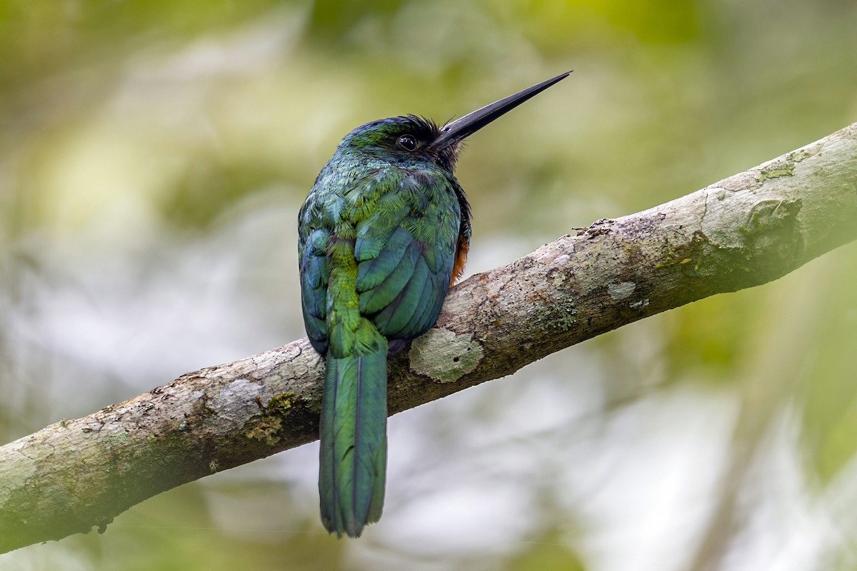 Bluish-fronted Jacamar - ML646640059