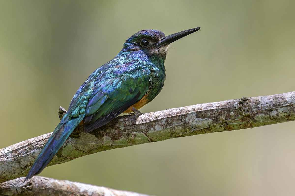 Bluish-fronted Jacamar - ML646640060
