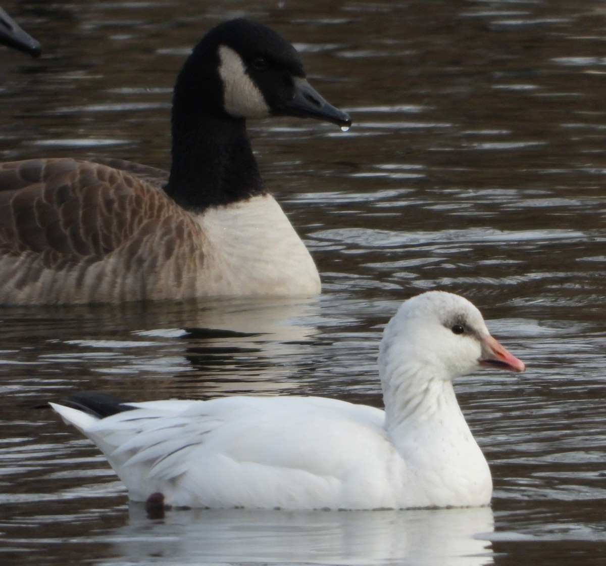 Ross's Goose - ML646640061