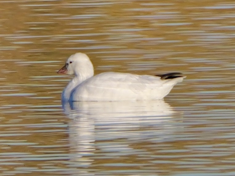 Ross's Goose - ML646640062