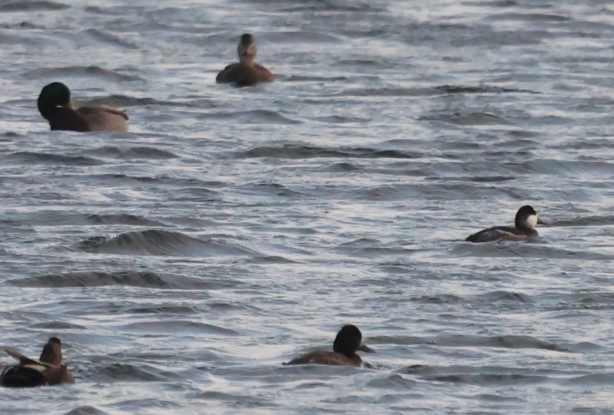 Moretta grigia - ML646640063