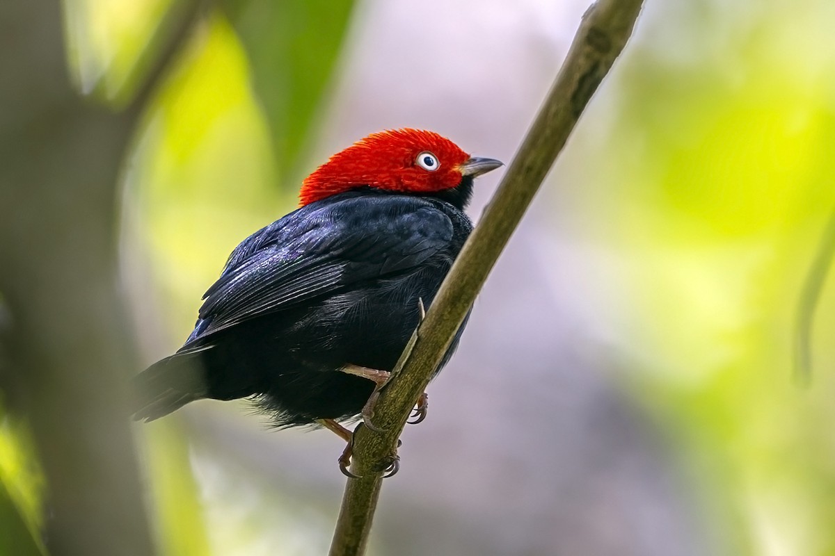 Round-tailed Manakin - ML646640065