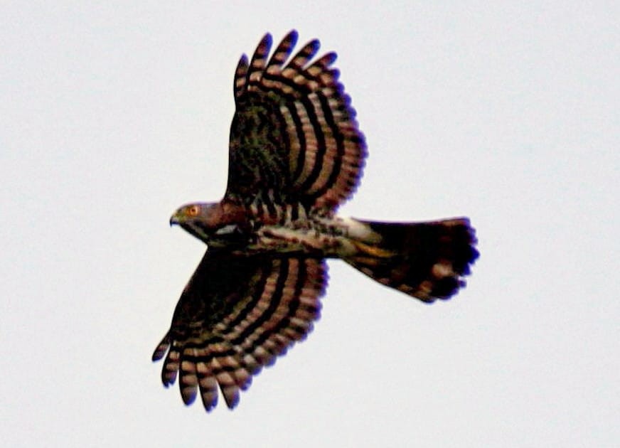 Besrasperber - ML646640067