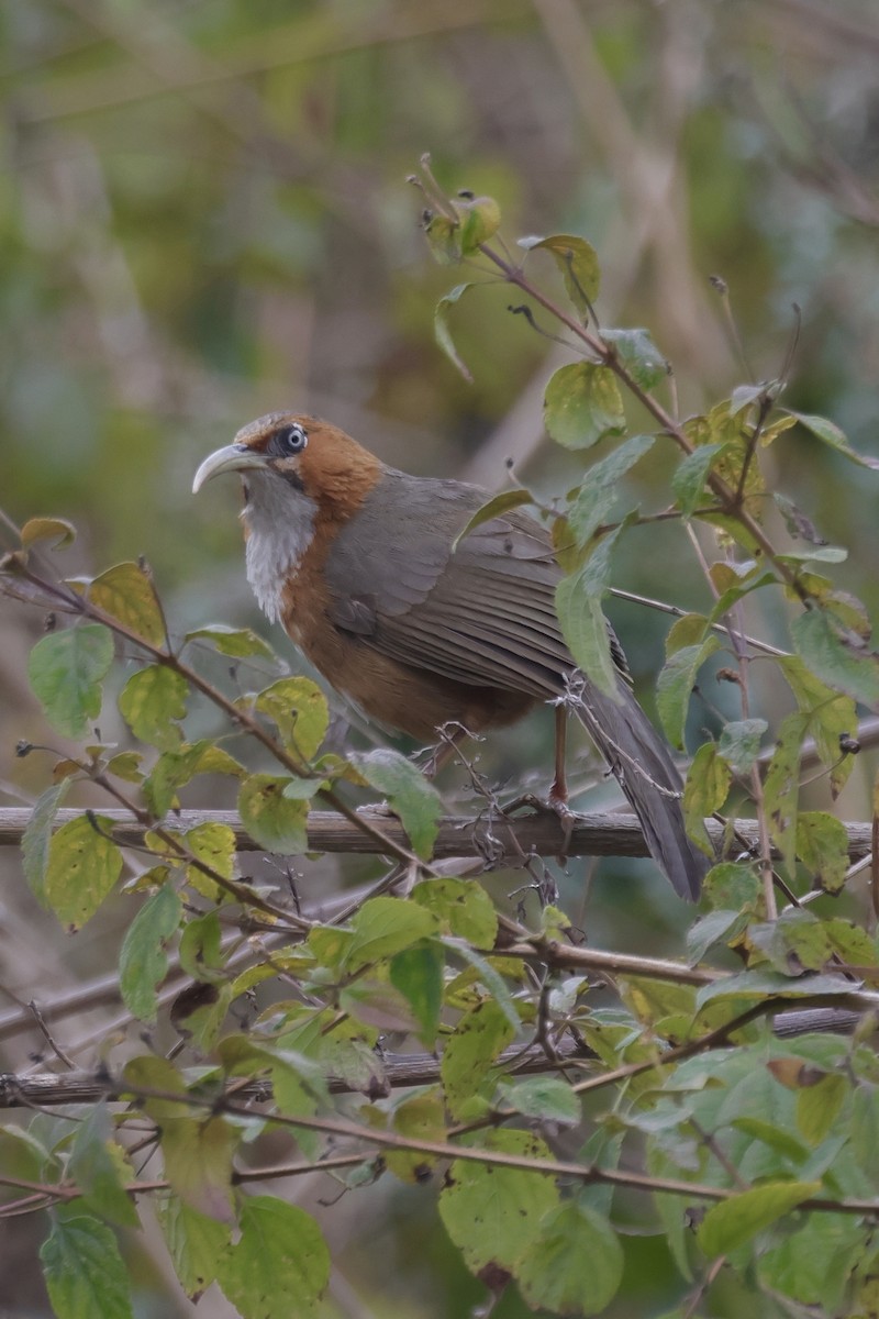 Rusty-cheeked Scimitar-Babbler - ML646640068