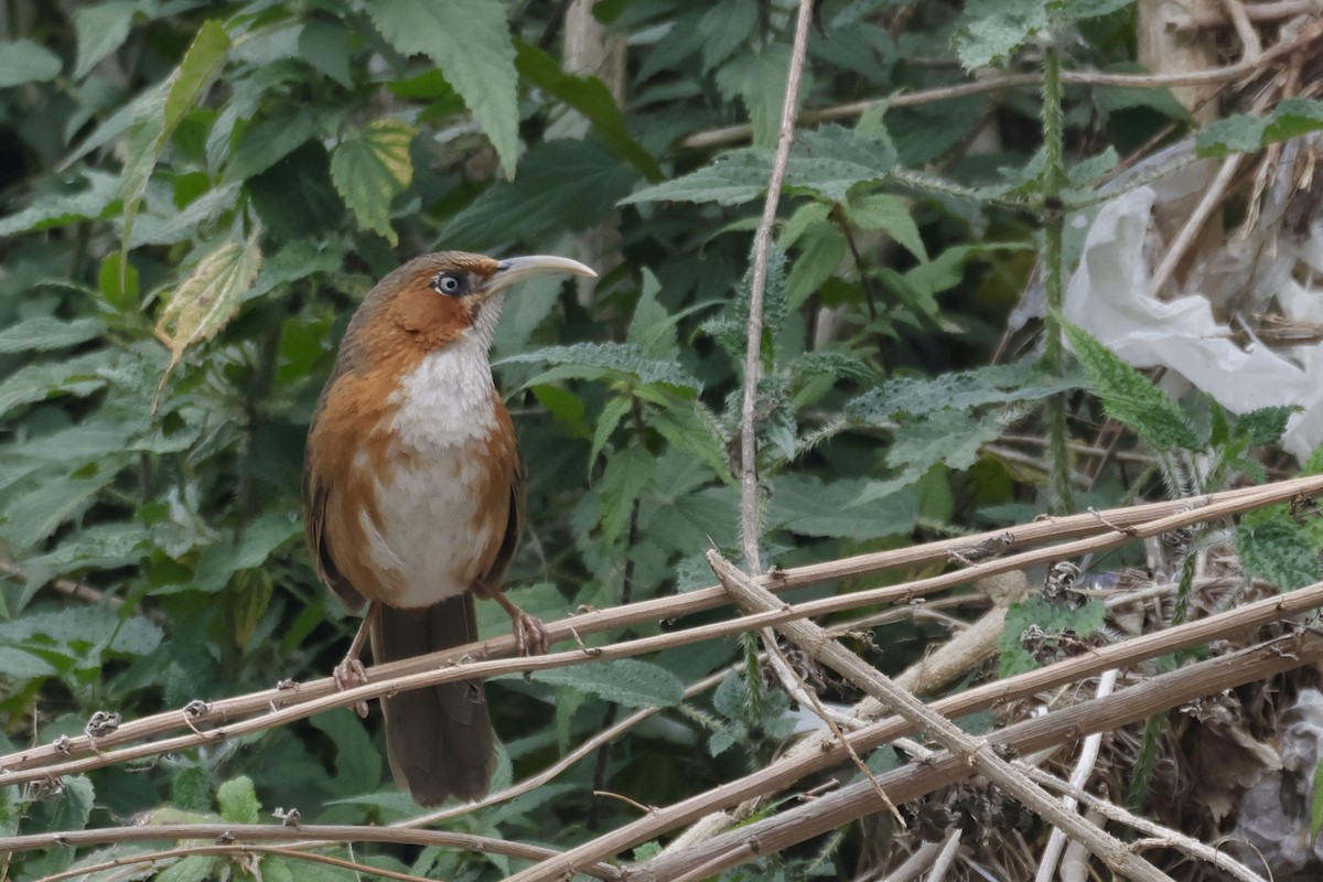 Rusty-cheeked Scimitar-Babbler - ML646640069