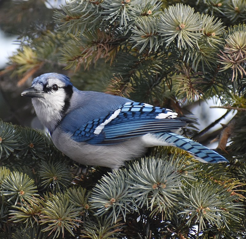 Blue Jay - ML646640072