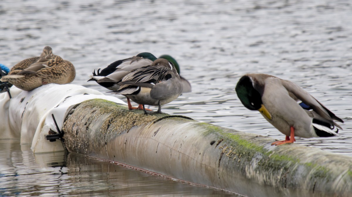 Шовтгор алаг нугас - ML646640073