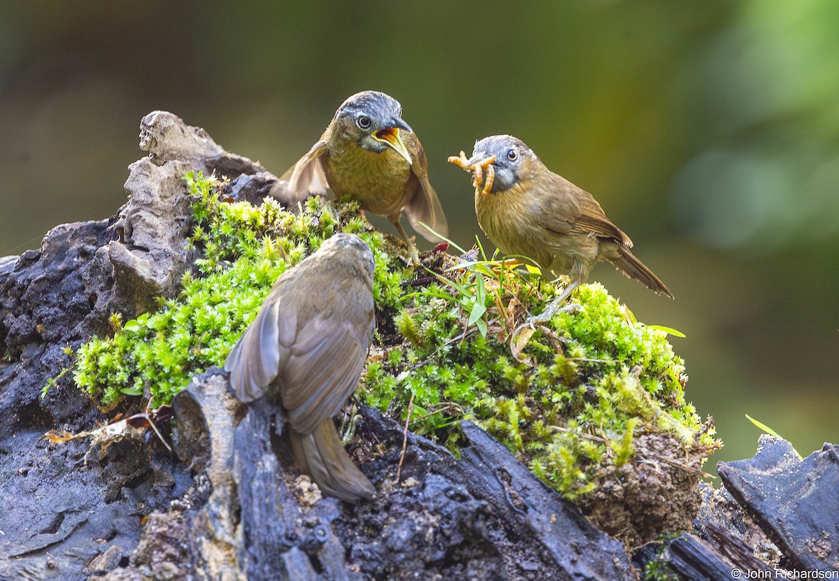 Gray-throated Babbler - ML646640074
