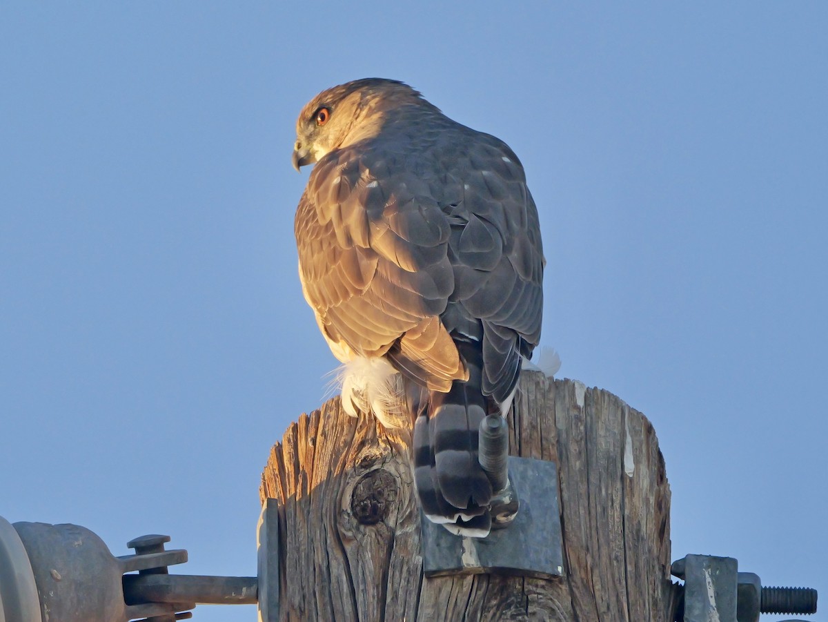 Cooper's Hawk - ML646640075
