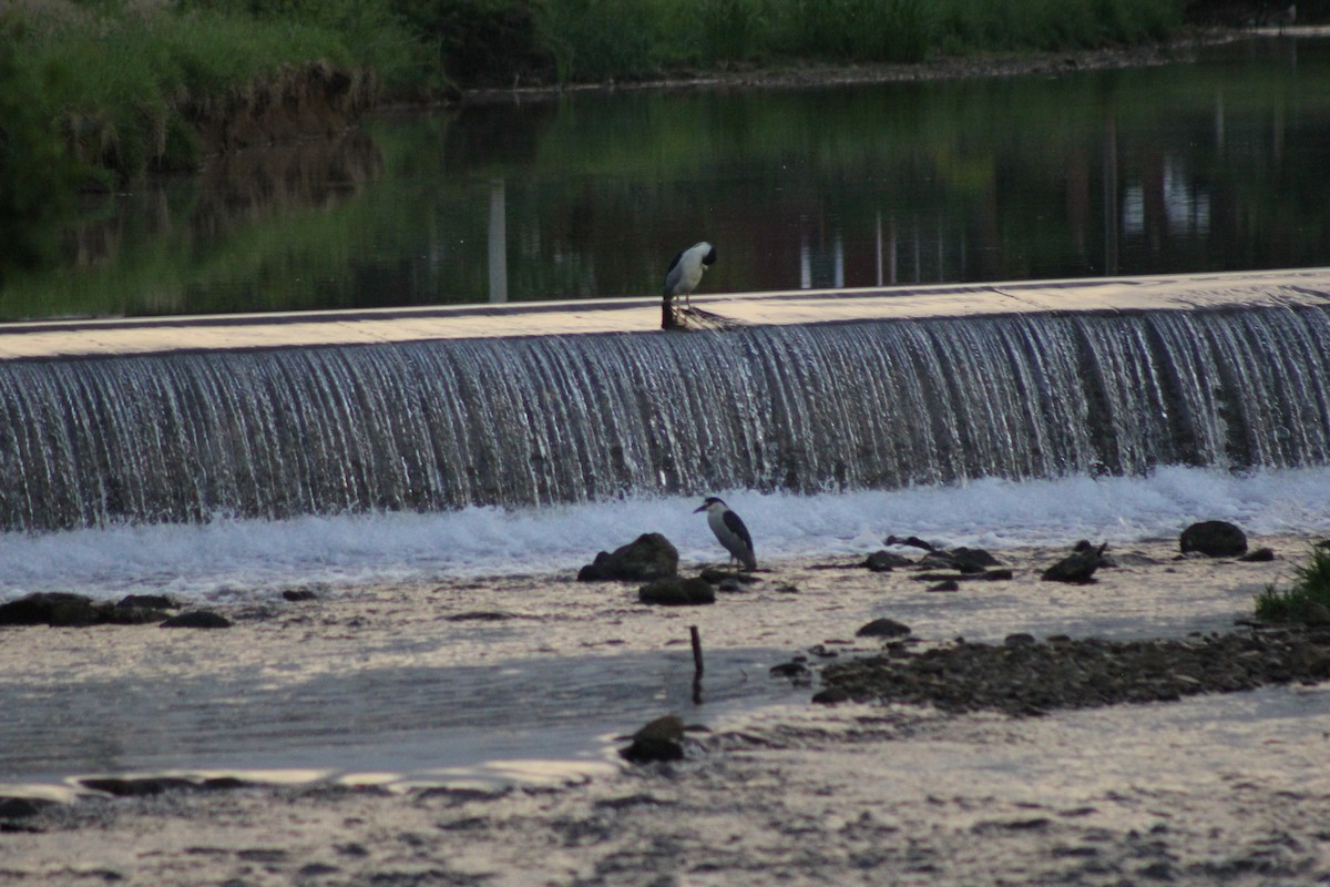 Nitticora - ML646640076