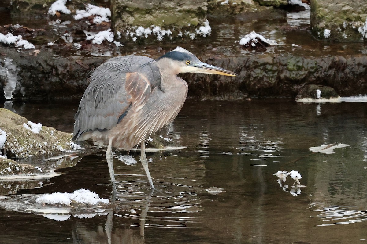 Grand Héron - ML646640077