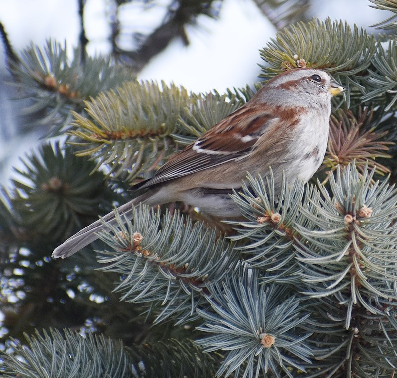 American Tree Sparrow - ML646640078