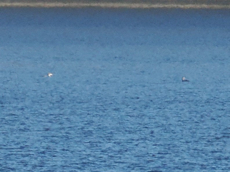 Pacific Loon - ML646640079