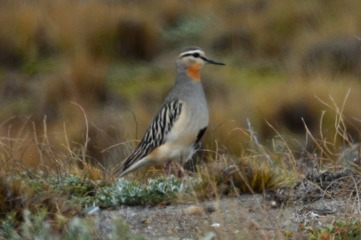 Tawny-throated Dotterel - ML646640080