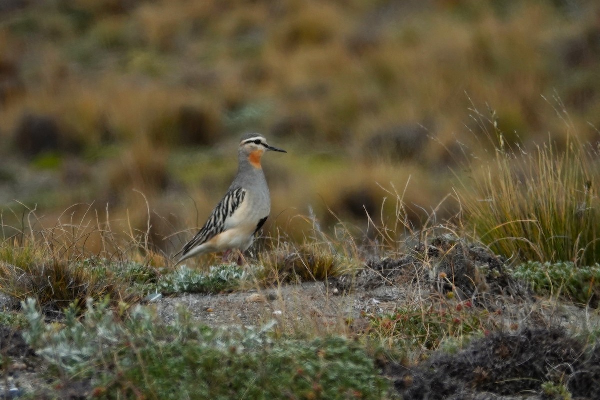Tawny-throated Dotterel - ML646640081