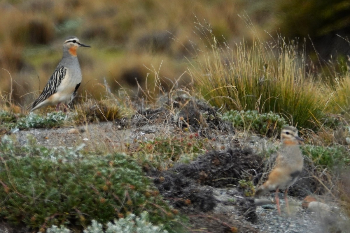 Tawny-throated Dotterel - ML646640082