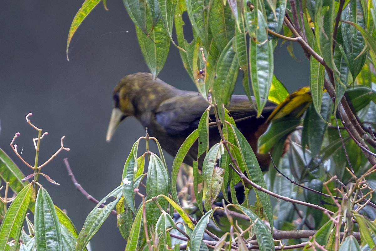 Dusky-green Oropendola - ML646640083