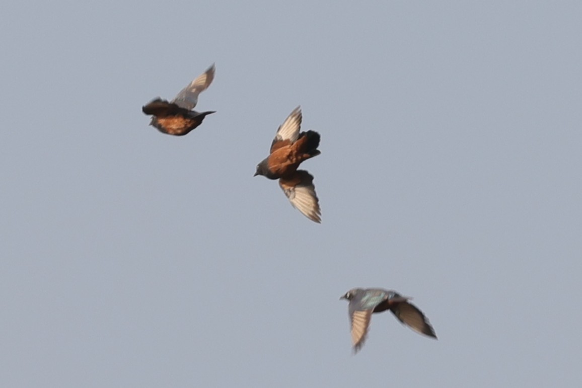 Estornino Ventrirrufo - ML646640085