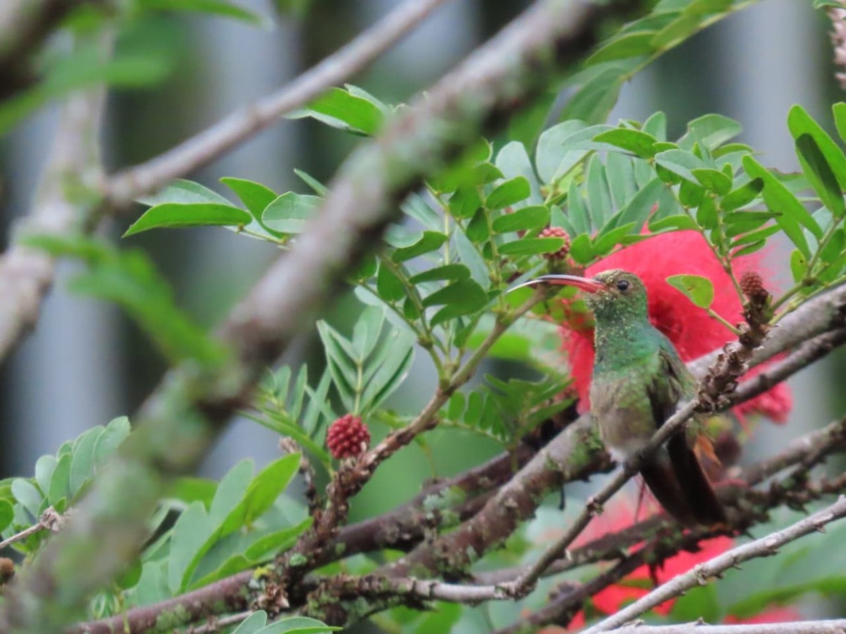 Rufous-tailed Hummingbird - ML646640086