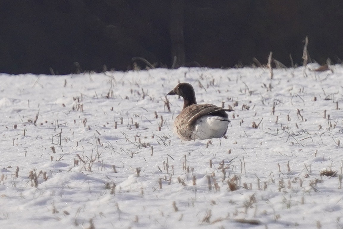 Чёрная казарка - ML646640087