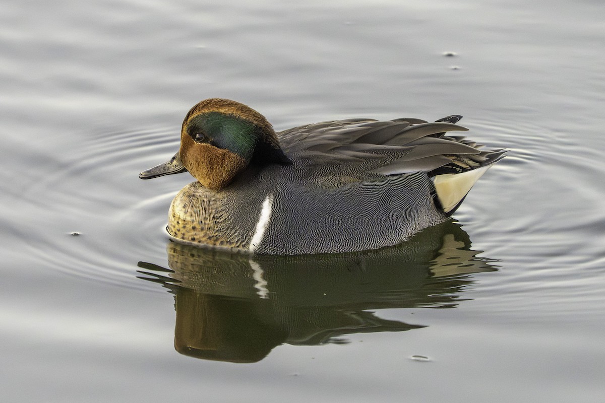 Alzavola - ML646640088