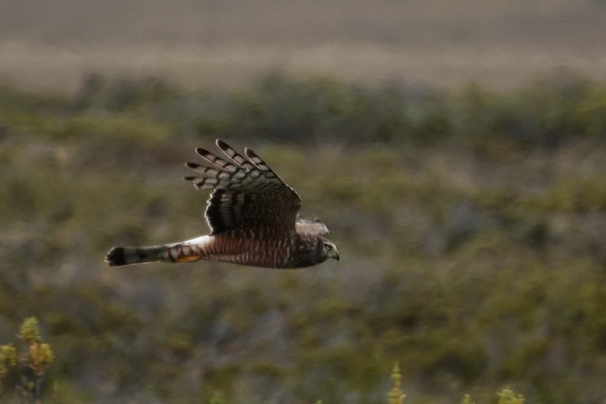 Cinereous Harrier - ML646640089