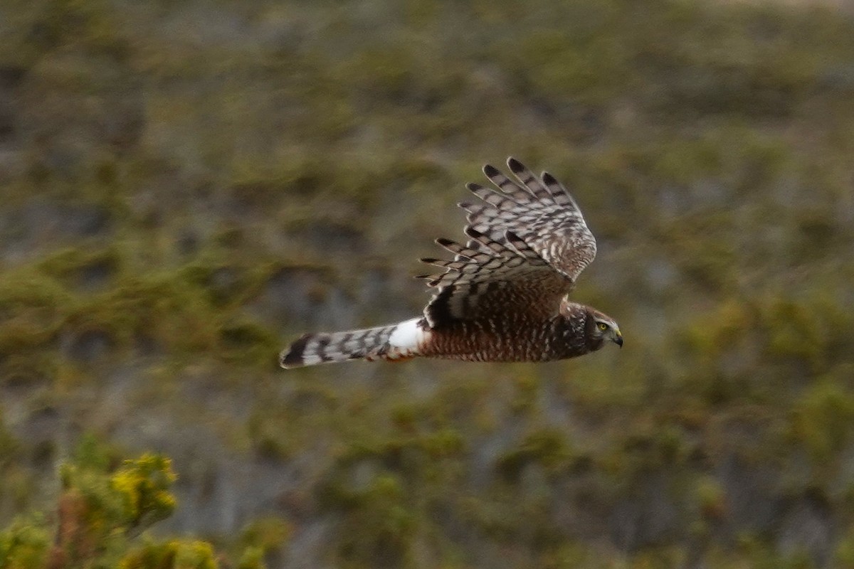 Cinereous Harrier - ML646640090