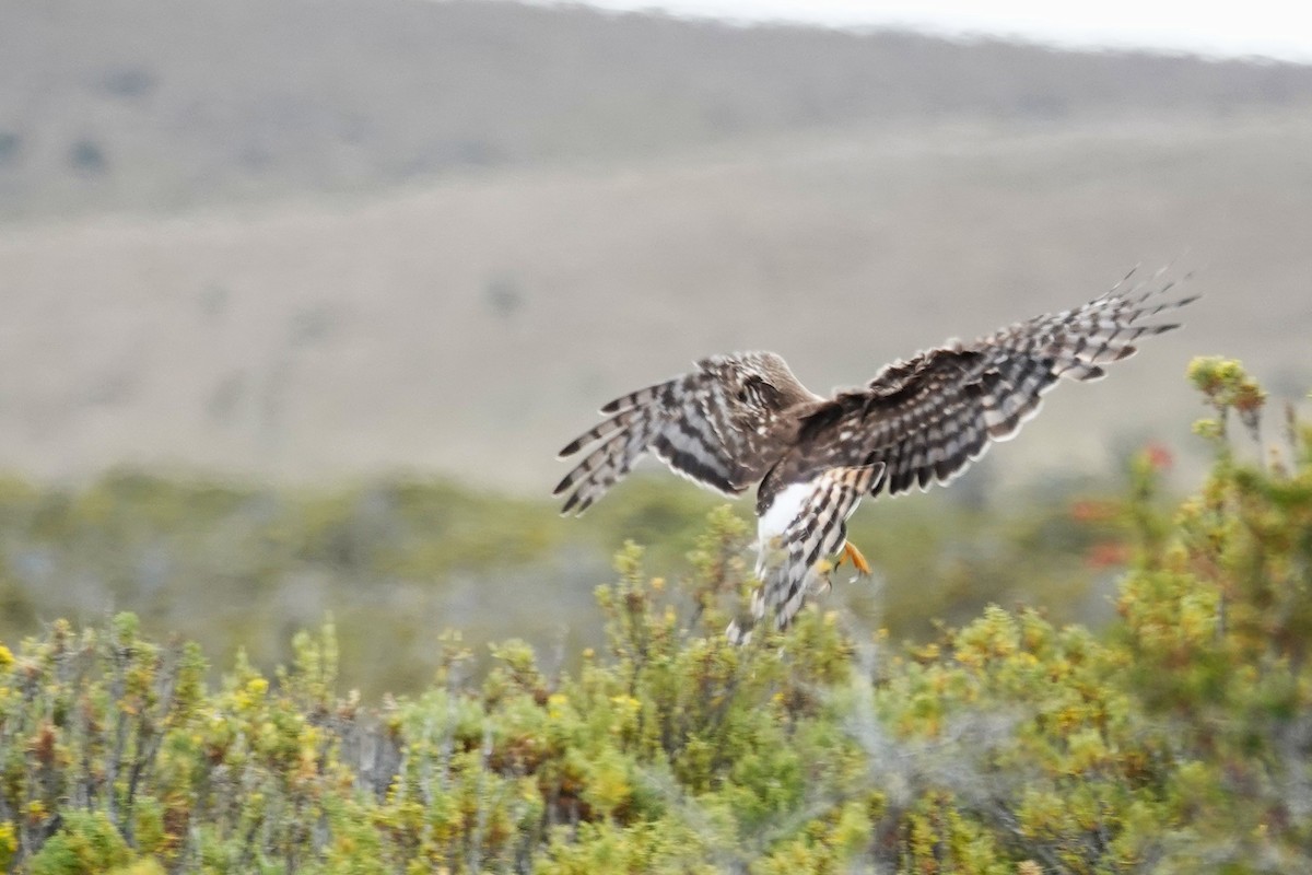 Cinereous Harrier - ML646640091