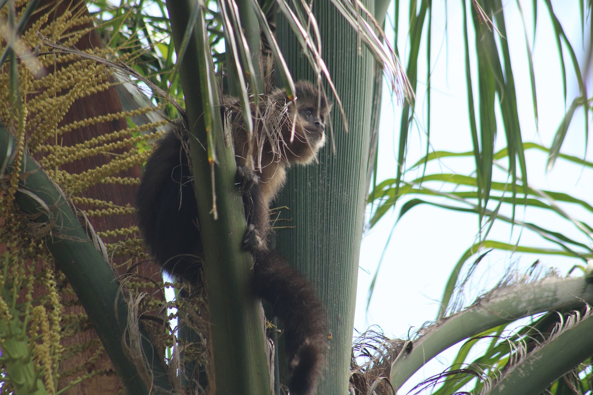 Black capuchin - ML646640096