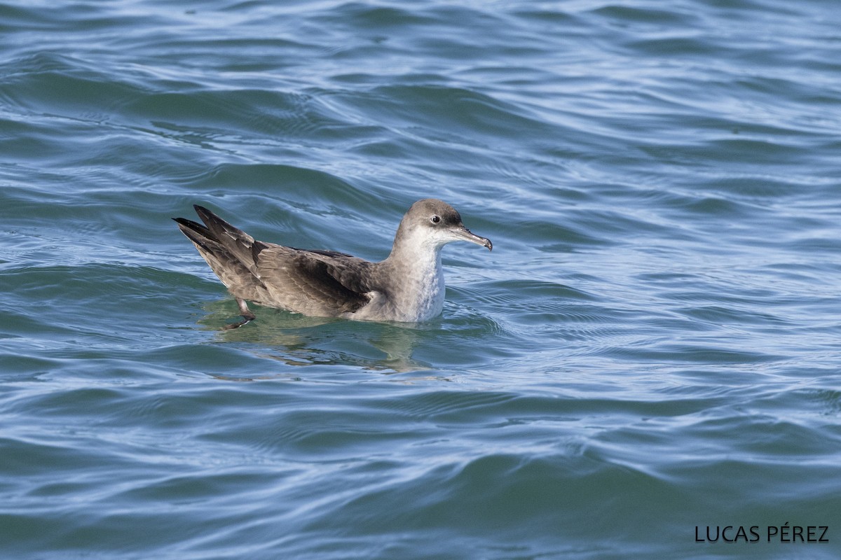 Балеарский буревестник - ML646640098