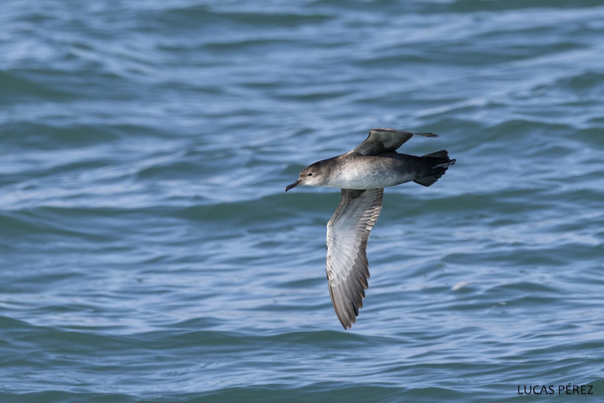 Балеарский буревестник - ML646640100