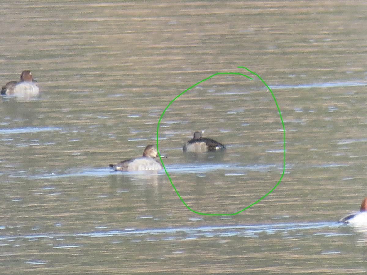 鳳頭潛鴨 - ML646640103