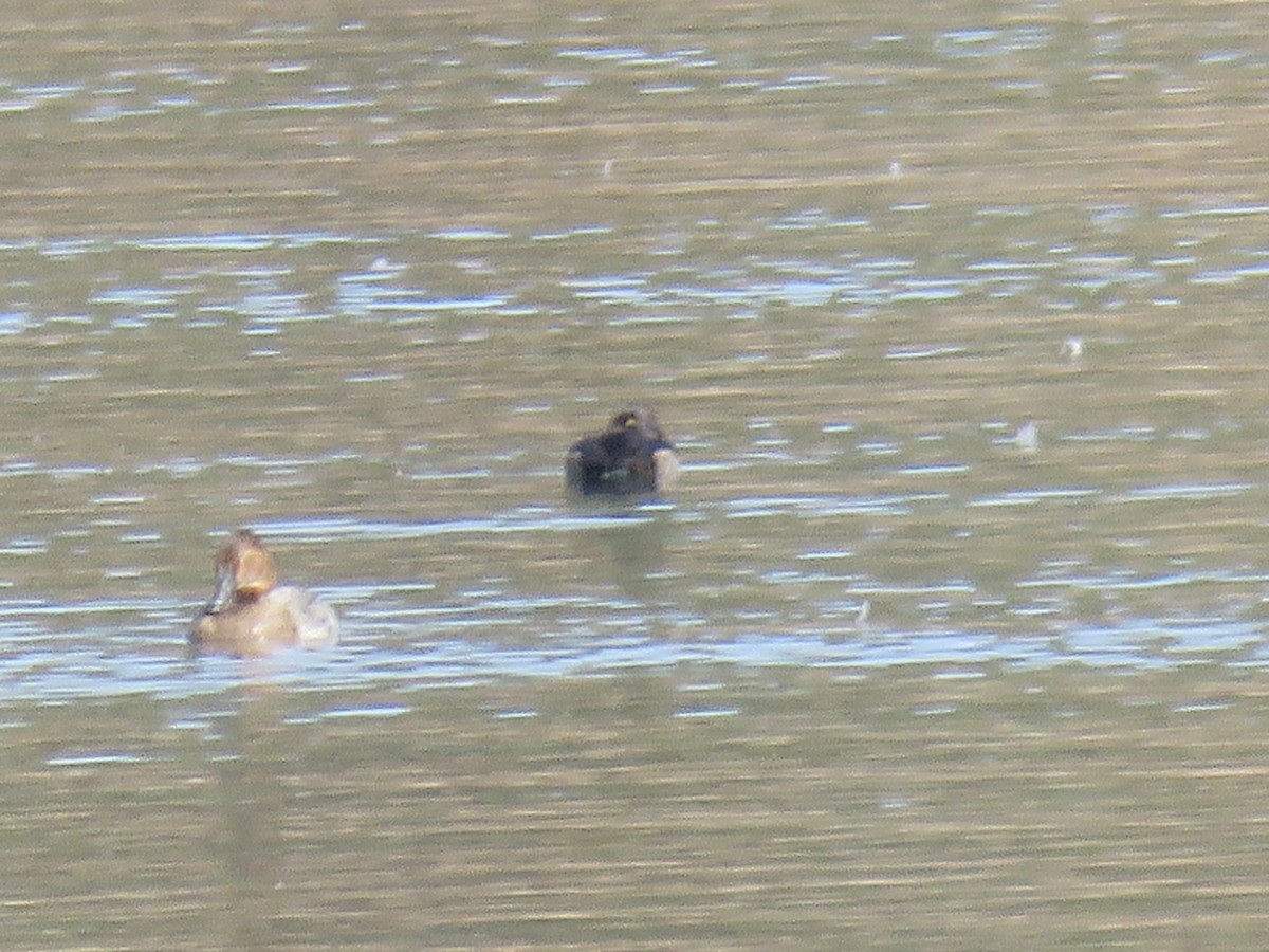 鳳頭潛鴨 - ML646640104