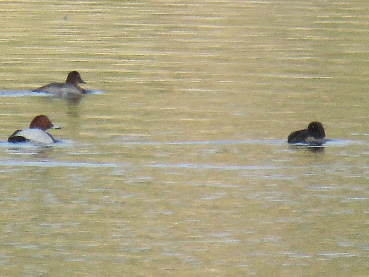 鳳頭潛鴨 - ML646640105