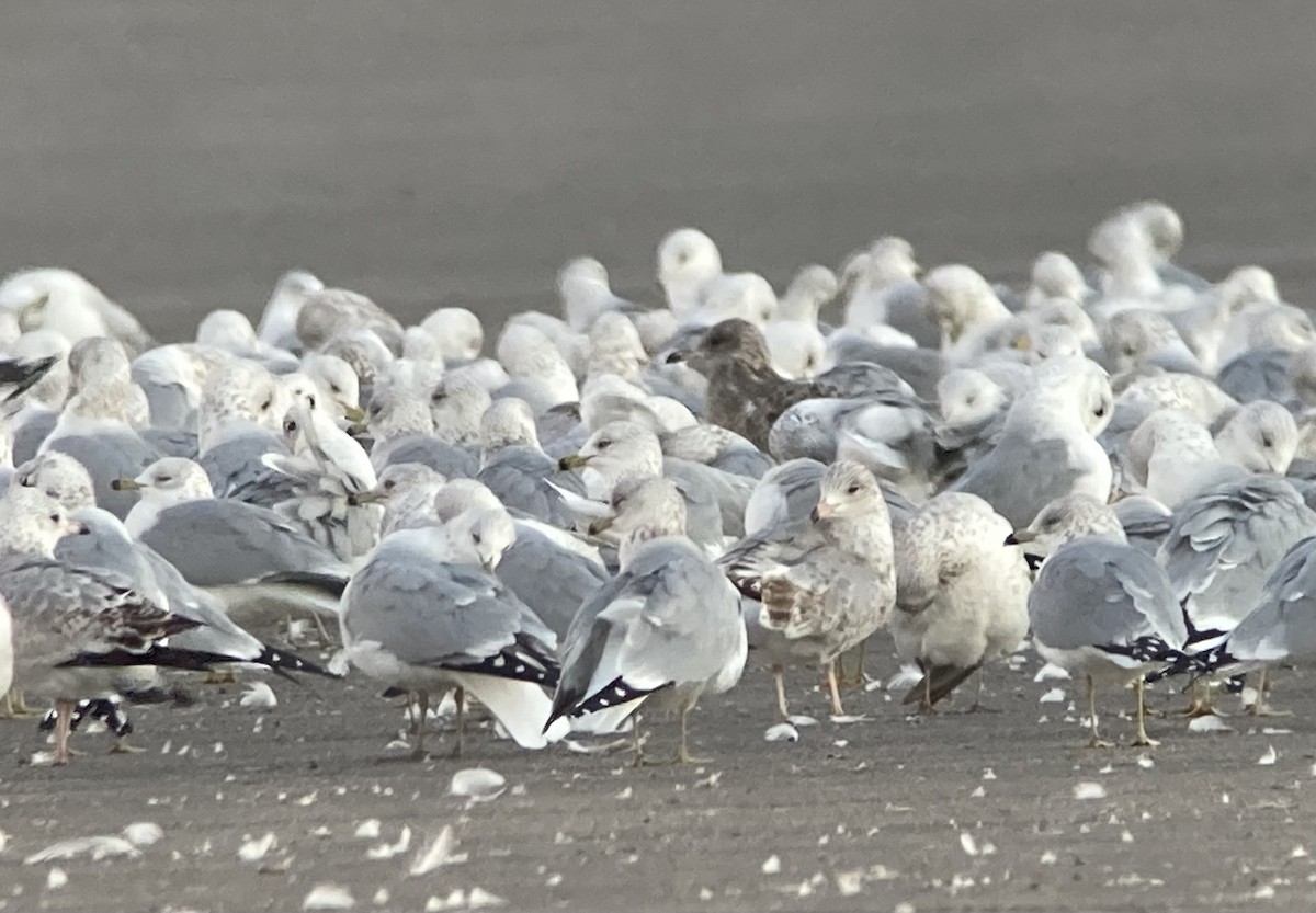 カリフォルニアカモメ - ML646640107