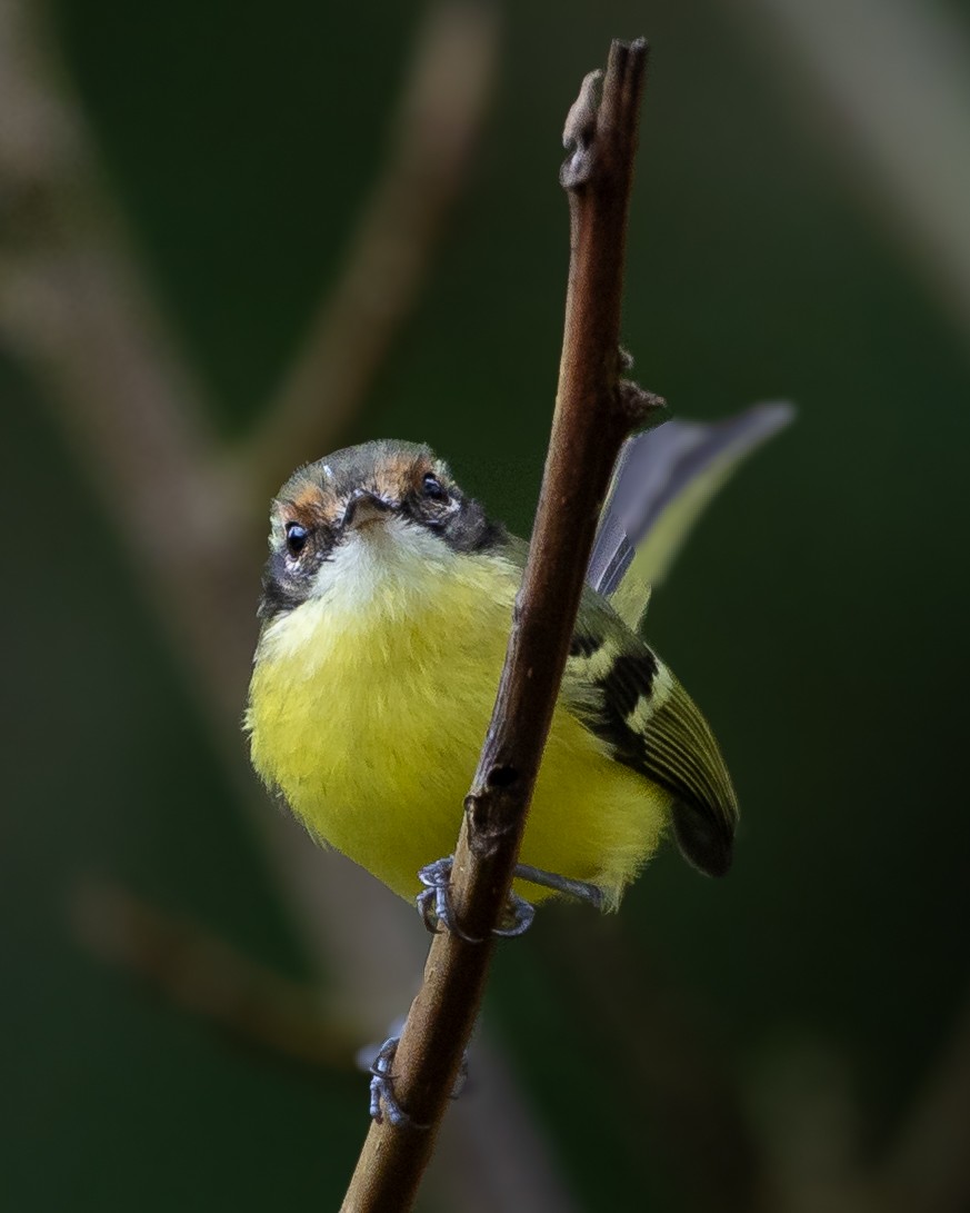 Rufous-lored Tyrannulet - ML646640108