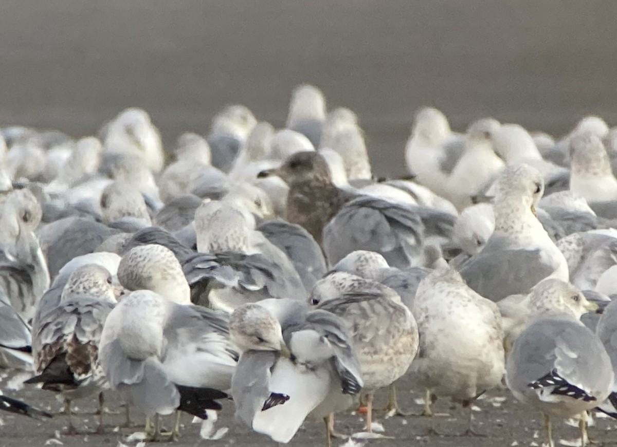 カリフォルニアカモメ - ML646640110