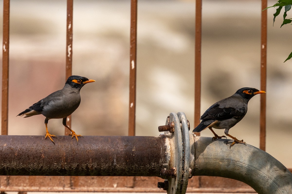 Bank Myna - ML646640113