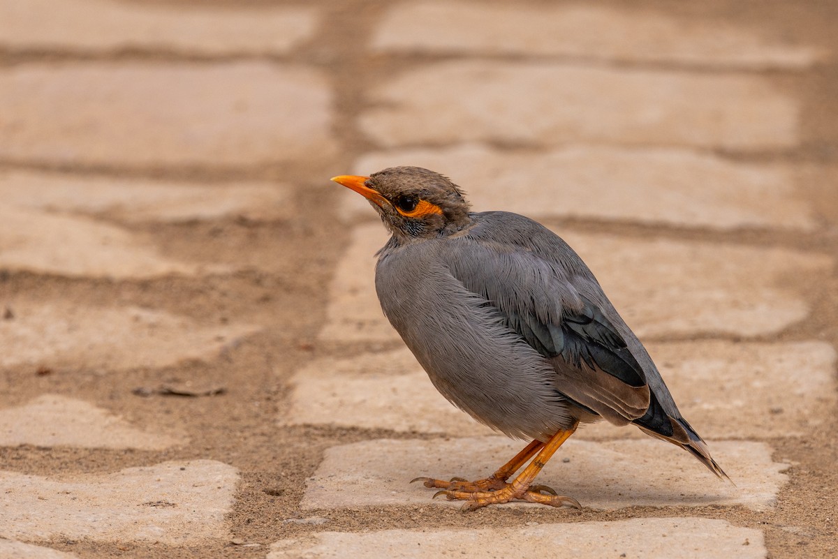 Bank Myna - ML646640115