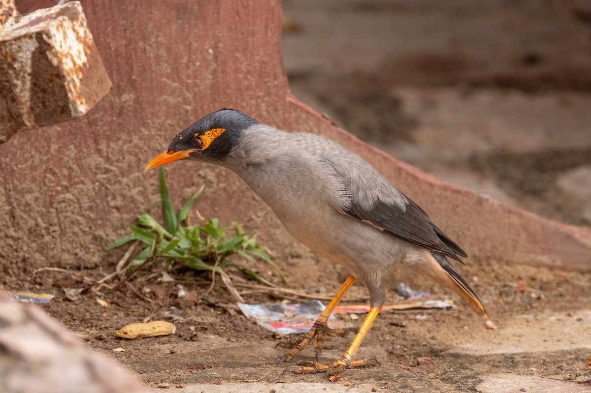 Bank Myna - ML646640116