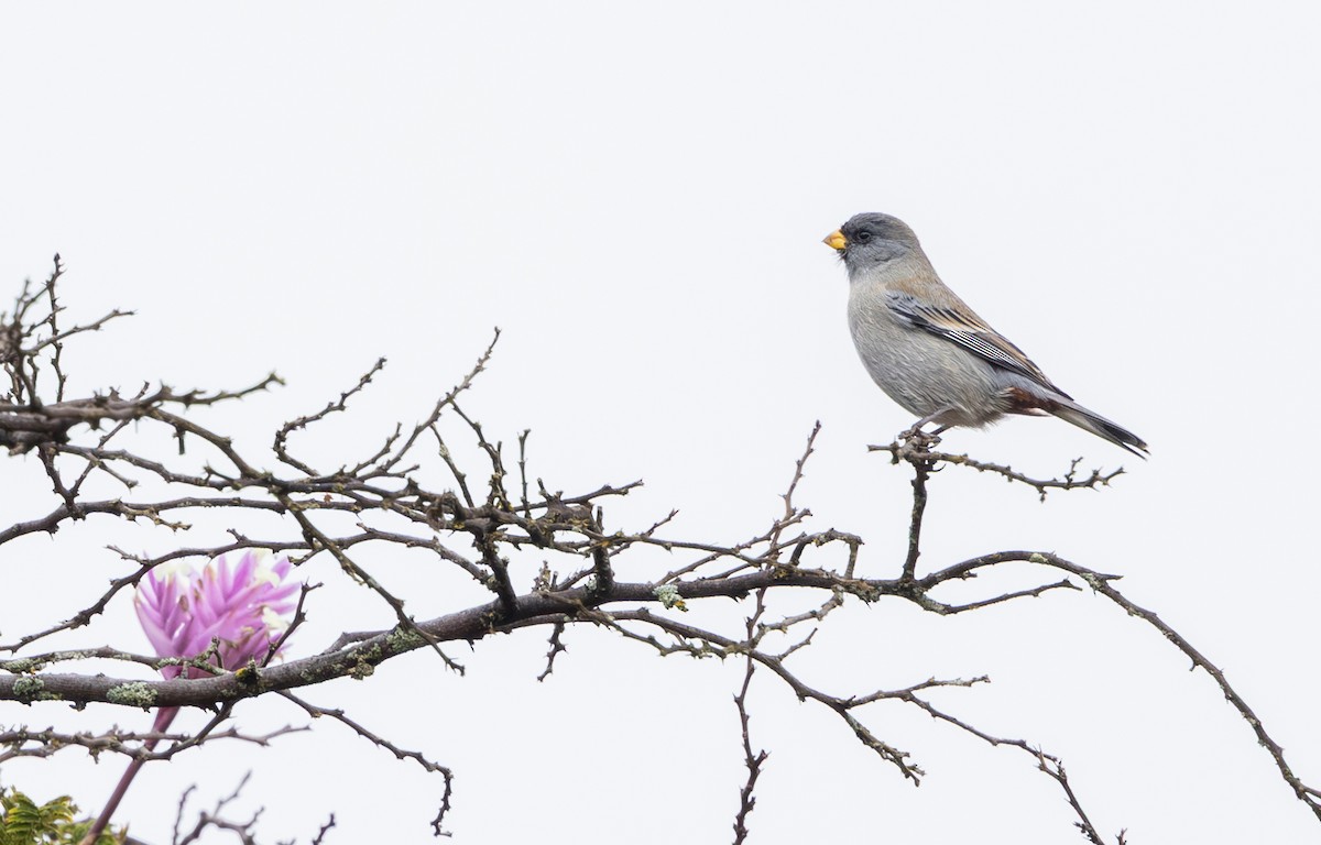 Band-tailed Seedeater - ML646640117