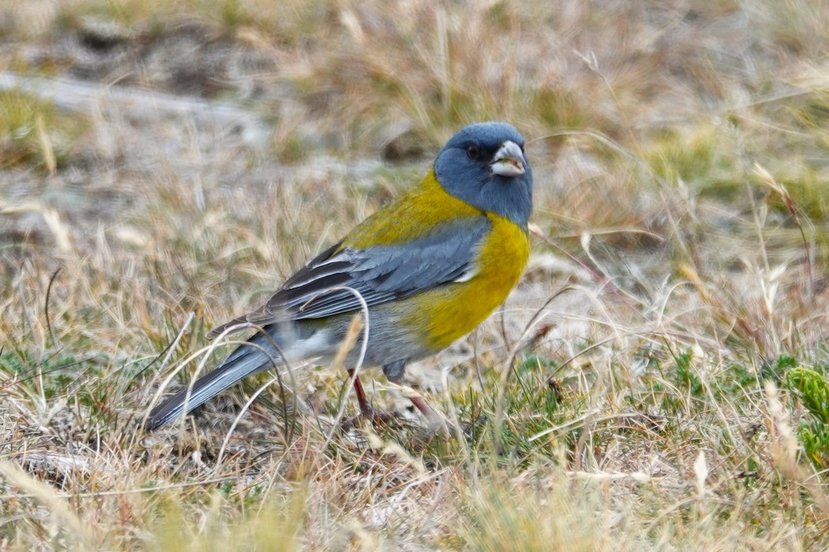 Gray-hooded Sierra Finch - ML646640119