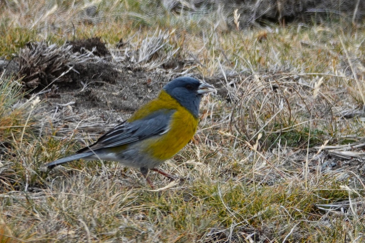 Gray-hooded Sierra Finch - ML646640120