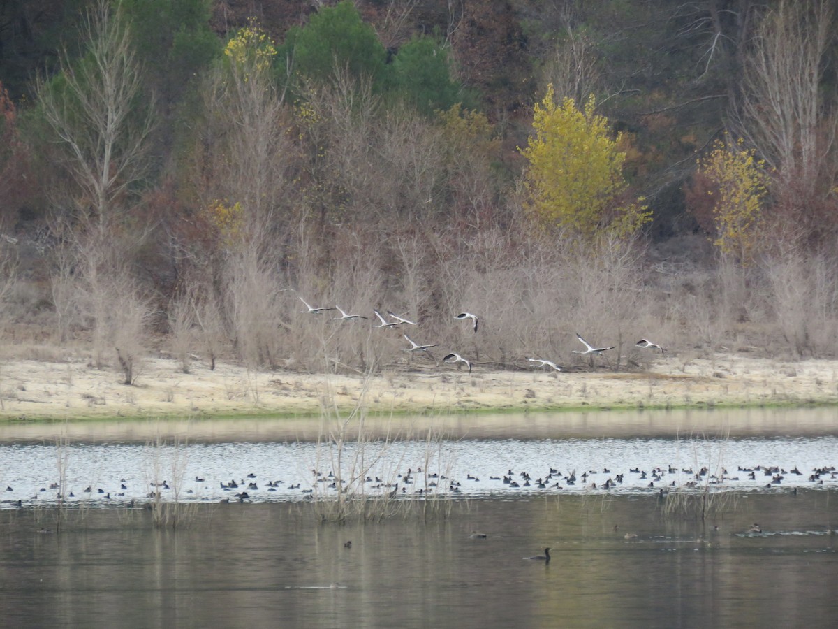 大紅鸛 - ML646640126