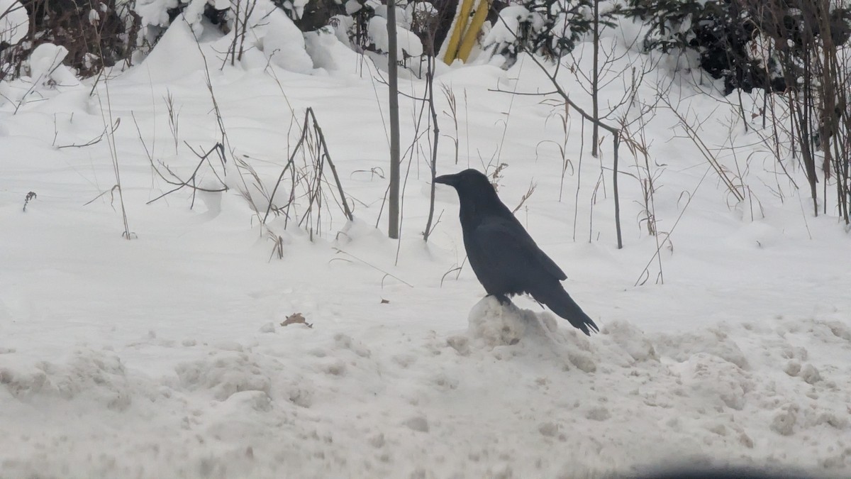 Common Raven - ML646640127